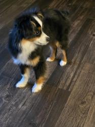 Lost Male Dog last seen Bridges apmts , Salt Lake City, UT 84104