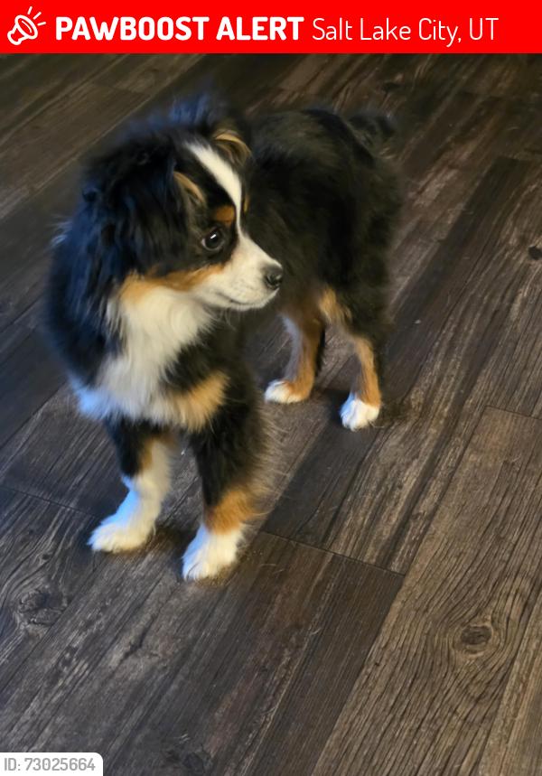 Lost Male Dog last seen Bridges apmts , Salt Lake City, UT 84104