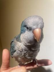 Lost Male Bird last seen 124th and 256th St, Kent, WA 98035