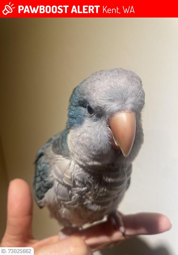 Lost Male Bird last seen 124th and 256th St, Kent, WA 98035