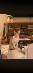 Lost Male Cat last seen Near Mitchell St, Burke Village Prominade , Coquitlam, BC V3E 3H2