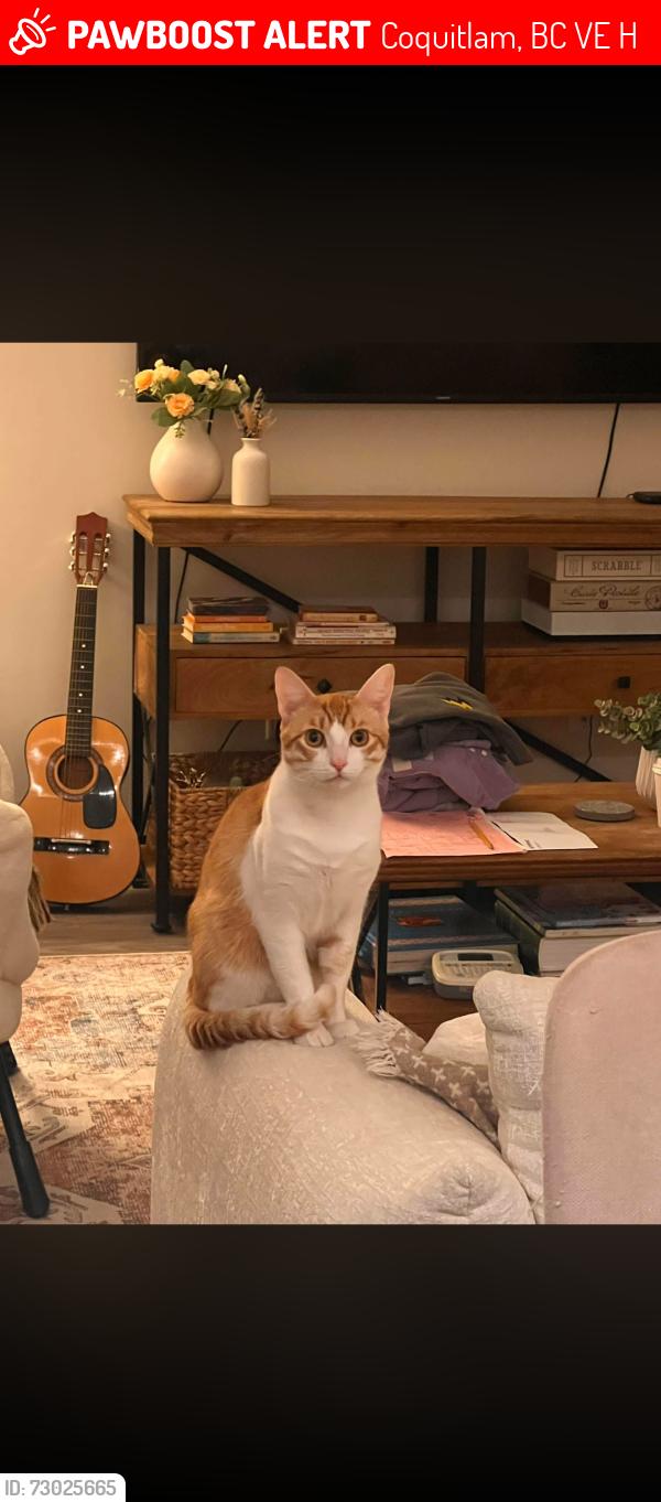 Lost Male Cat last seen Near Mitchell St, Burke Village Prominade , Coquitlam, BC V3E 3H2