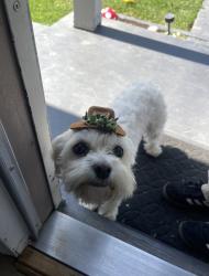 Reunited Female Dog last seen S Broadway & W Gage Ave, Los Angeles, CA 90003, USA, Los Angeles, CA 90003