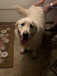 Found/Stray Male Dog last seen Sunnymead Ranch pkwy & Perris blvd , Moreno Valley, CA 92557