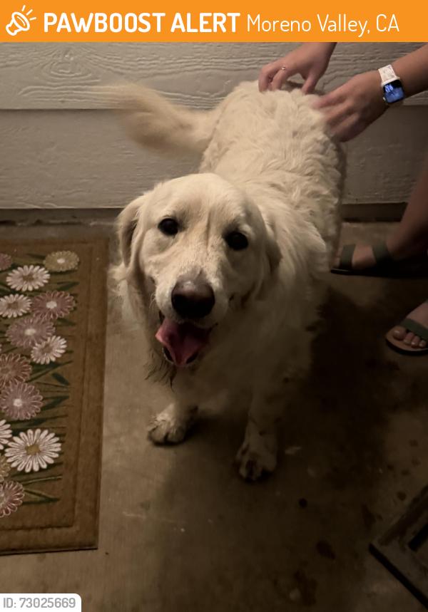 Found/Stray Male Dog last seen Sunnymead Ranch pkwy & Perris blvd , Moreno Valley, CA 92557