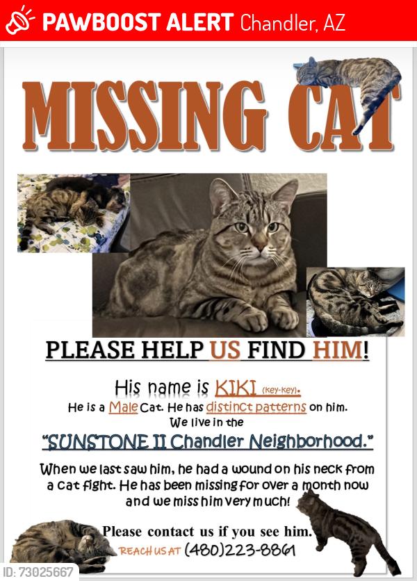 Lost Male Cat last seen Warner and McQueen, Chandler, AZ 85225