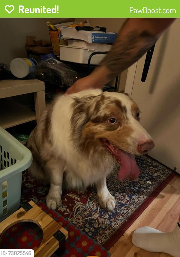 Reunited Unknown Dog last seen Atlantic and Clara, Bell Gardens, CA 90201