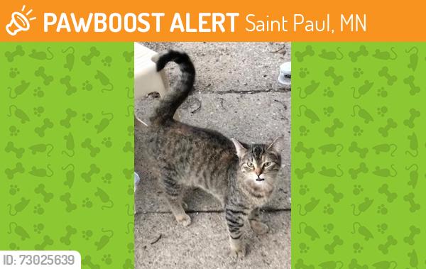 Found/Stray Female Cat last seen Frogtown, Saint Paul, MN 55101