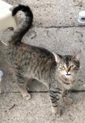 Found/Stray Female Cat last seen Frogtown, Saint Paul, MN 55101