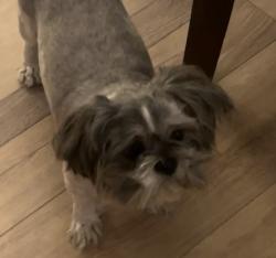Reunited Female Dog last seen Randall and cedar ave , Bloomington, CA 92316