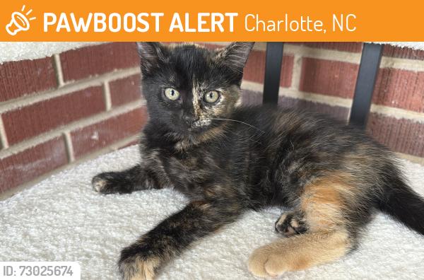 Found/Stray Female Cat last seen Sandhurst and Eastway, Charlotte, NC 28205