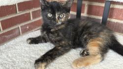 Found/Stray Female Cat last seen Sandhurst and Eastway, Charlotte, NC 28205