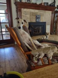 Lost Female Dog last seen Lakeshore Blvd. and Terrace Ave, Lakeport, CA 95453