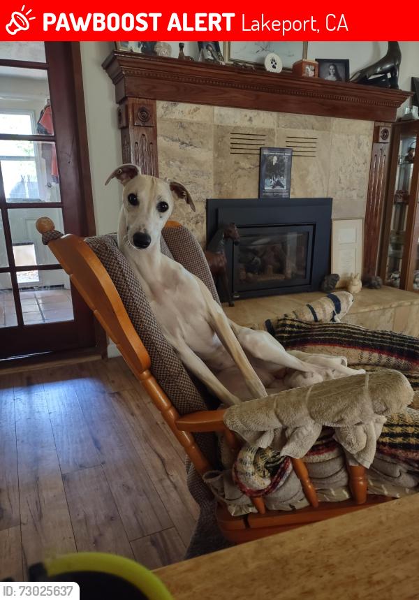 Lost Female Dog last seen Lakeshore Blvd. and Terrace Ave, Lakeport, CA 95453