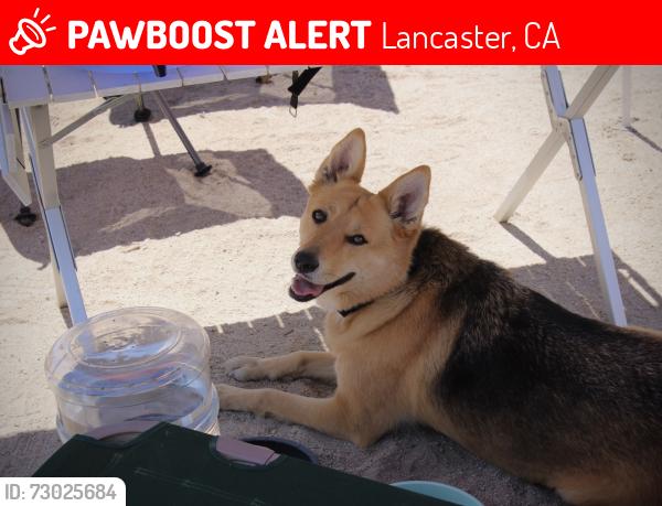 Lost Female Dog last seen Lancaster blvd and 3rd st E, Lancaster, CA 93535