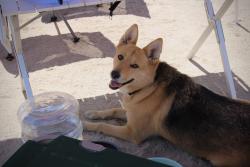 Lost Female Dog last seen Lancaster blvd and 3rd st E, Lancaster, CA 93535