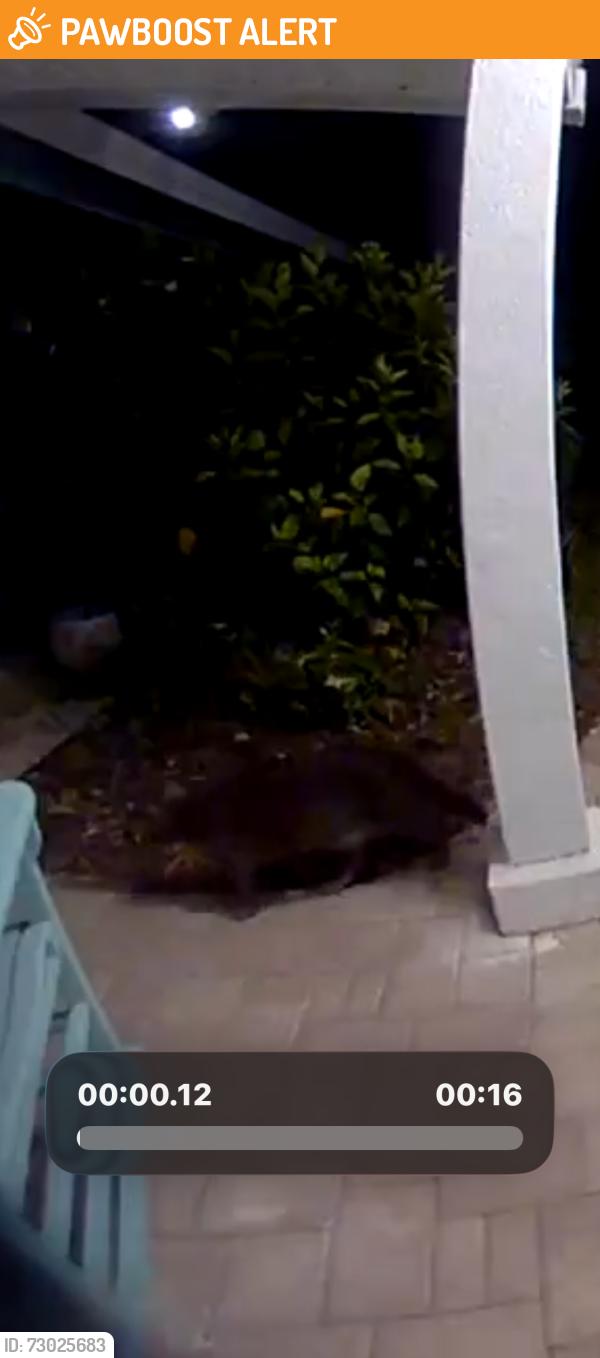 Found/Stray Unknown Cat last seen 160th causeway , Redington Beach, FL 33708