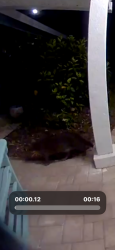 Found/Stray Unknown Cat last seen 160th causeway , Redington Beach, FL 33708