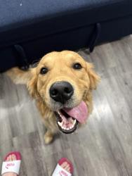 Reunited Male Dog last seen Second Ave and Oxford Chula Vista , Chula Vista, CA 91911