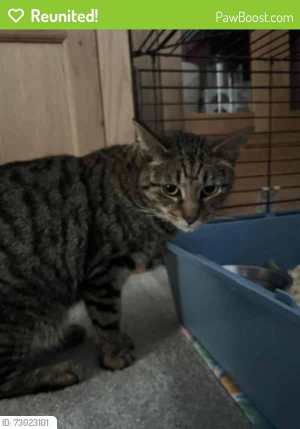 Reunited Female Cat last seen Loxley Drive, Nottinghamshire, England NG18 4FB