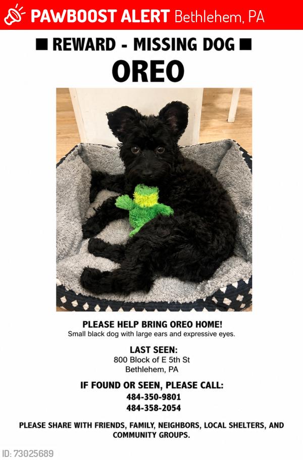 Lost Male Dog last seen Back of yard , Bethlehem, PA 18015