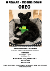 Lost Male Dog last seen Back of yard , Bethlehem, PA 18015