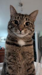 Lost Male Cat last seen Morningside Ave between Martha and Greenwood , Pittsburgh, PA 15206