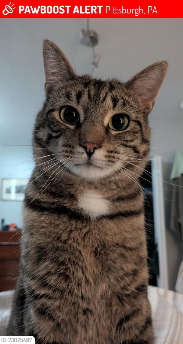 Lost Male Cat last seen Morningside Ave between Martha and Greenwood , Pittsburgh, PA 15206
