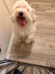 Reunited Unknown Dog last seen Near E Harwood Rd. Euless, Texas, Euless, TX 76039