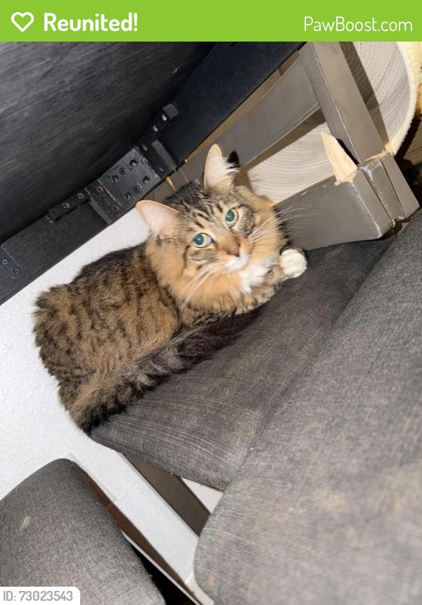 Reunited Male Cat last seen South P Street and Vassar Ave , Dinuba, CA 93618