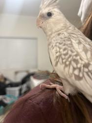 Lost Female Bird last seen Whittier Blvd and Euclid Ave, Los Angeles, CA 90023