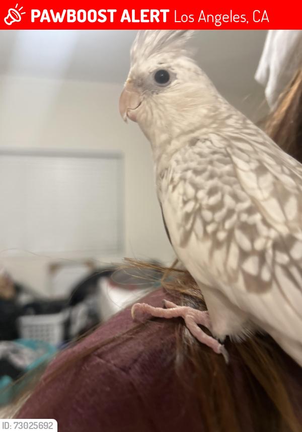 Lost Female Bird last seen Whittier Blvd and Euclid Ave, Los Angeles, CA 90023
