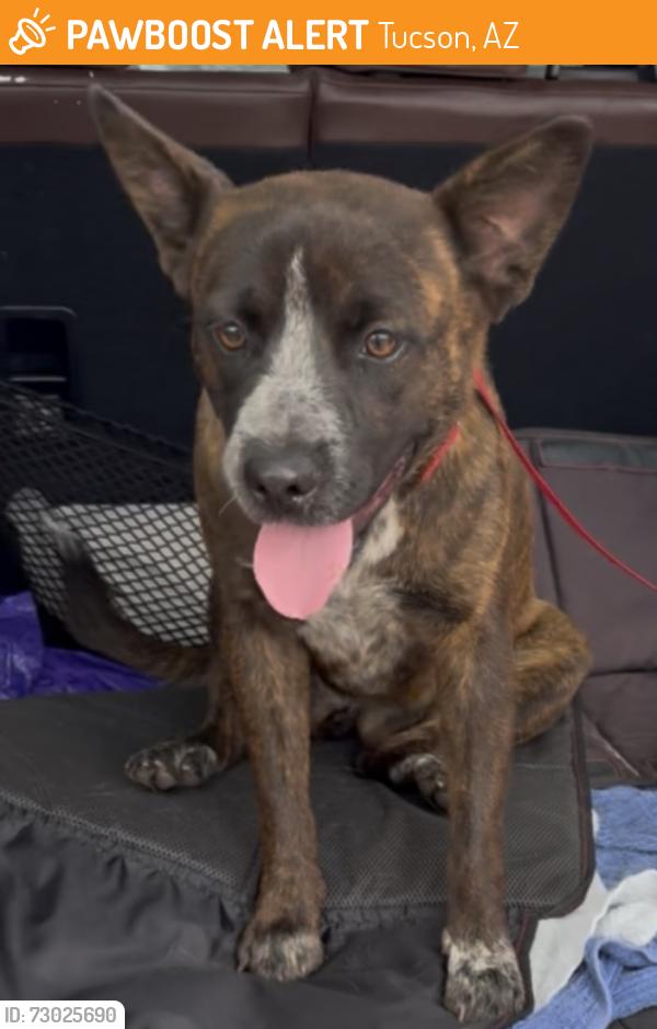 Found/Stray Female Dog last seen Congregation Beth Sar Shalom, Mission/Canada, Tucson, AZ 85746