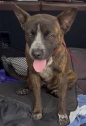 Found/Stray Female Dog last seen Congregation Beth Sar Shalom, Mission/Canada, Tucson, AZ 85746