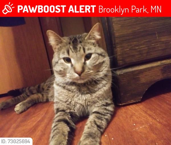 Lost Male Cat last seen Fairways Apt/ Edinburgh golf course, Brooklyn Park, MN 55443