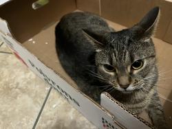 Reunited Female Cat last seen Wincanton drive, and haverknoll drive, Pleasant Run, OH 45231