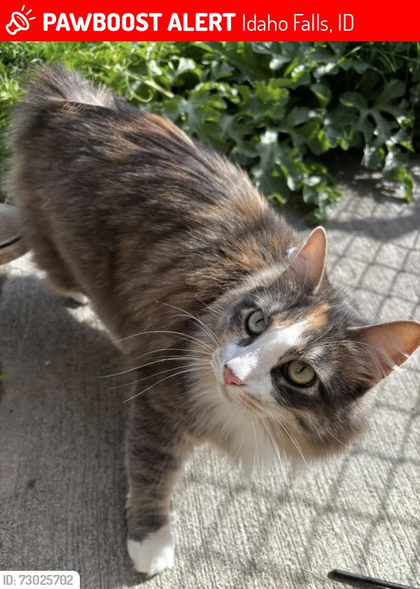 Lost Female Cat last seen Poulson St, Idaho Falls, ID 83402