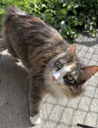 Lost Female Cat last seen Poulson St, Idaho Falls, ID 83402