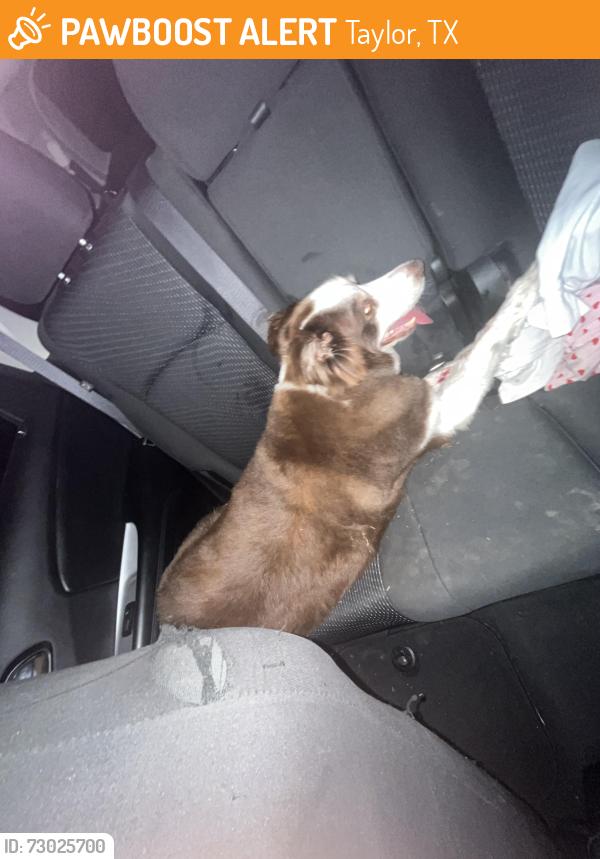 Found/Stray Unknown Dog last seen Mallard ln , Taylor, TX 76574