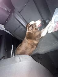 Found/Stray Unknown Dog last seen Mallard ln , Taylor, TX 76574
