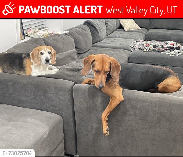 Lost Female Dog last seen Near West 4100 S, West Valley City, UT 84120