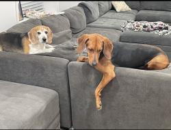 Lost Female Dog last seen Near West 4100 S, West Valley City, UT 84120