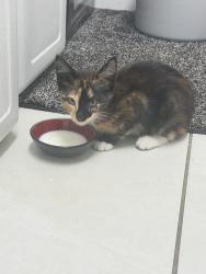 Found/Stray Unknown Cat last seen Temple Blvd, Artondale, WA 98335