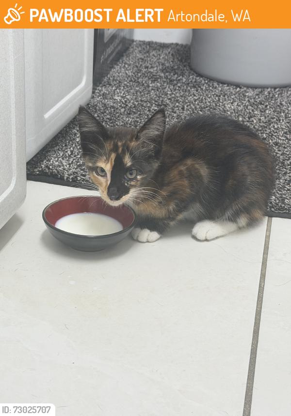 Found/Stray Unknown Cat last seen Temple Blvd, Artondale, WA 98335