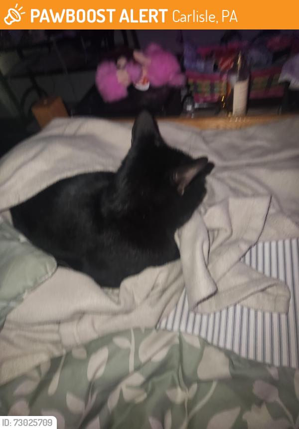Found/Stray Male Cat last seen ??, Carlisle, PA 17013
