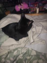 Found/Stray Male Cat last seen ??, Carlisle, PA 17013
