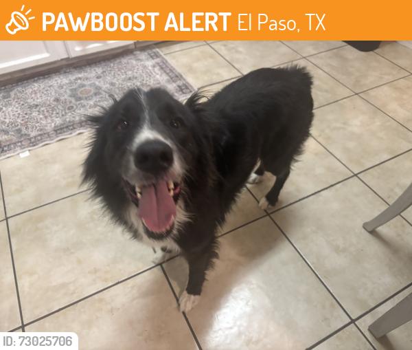 Found/Stray Unknown Dog last seen By Joe battle and montwood, El Paso, TX 79936