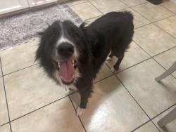 Found/Stray Unknown Dog last seen By Joe battle and montwood, El Paso, TX 79936