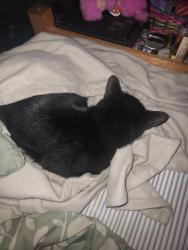 Reunited Male Cat last seen ??, Carlisle, PA 17013