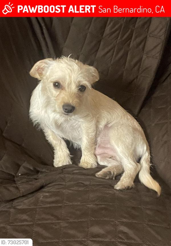 Lost Male Dog last seen Aldi, San Bernardino, CA 92408